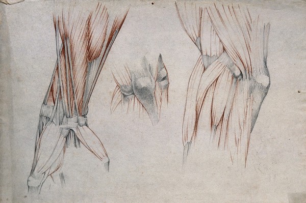 Muscles, tendons and bones of the elbow and hand: three figures. Red chalk and pencil drawing by or associated with A. Durelli, ca. 1837.