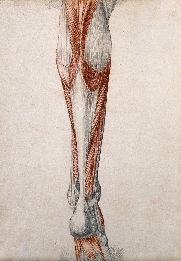 Upper Leg Muscles And Tendons : Muscles Of The Leg And Foot - Groin