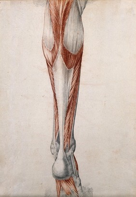 Muscles and tendons of the lower leg and foot, seen from behind. Red chalk and pencil drawing by or associated with A. Durelli, ca. 1837.