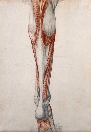 Muscles and tendons of the lower leg and foot, seen from behind. Red chalk  and pencil drawing by or associated with A. Durelli, ca. 1837.