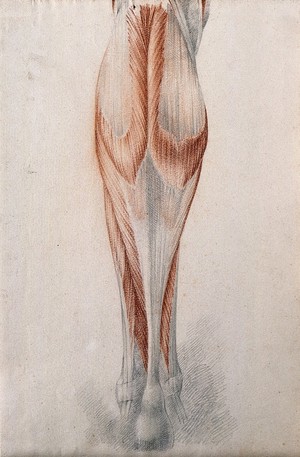 view Muscles and tendons of the lower leg and foot, seen from behind. Red chalk and pencil drawing by or associated with A. Durelli, ca. 1837.