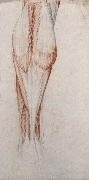 view Muscles and tendons of the lower leg and foot, seen from behind. Red chalk and pencil drawing by or associated with A. Durelli, ca. 1837.