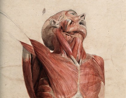 Head, neck and chest of écorché, lying supine, with eyes and mouth open. Watercolour, 18--(?).