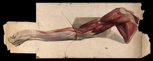 view Muscles and tendons of the arm and hand: écorch.́ Watercolour, 18--(?).