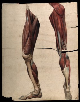 Muscles and tendons of the legs and feet, front and back views: two écorché figures. Watercolour, 18--(?).