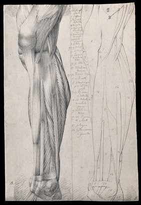 Muscles and tendons of the lower leg and foot, seen from the side: two figures showing both stylised outline and detailed drawing. Pencil drawing by or associated with A. Durelli, ca. 1837.
