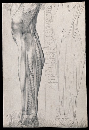 view Muscles and tendons of the lower leg and foot, seen from the side: two figures showing both stylised outline and detailed drawing. Pencil drawing by or associated with A. Durelli, ca. 1837.