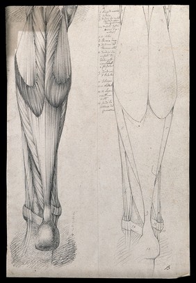 Muscles and tendons of the lower leg and foot, seen from behind: two figures showing both stylised outline and detailed drawing. Pencil drawing by or associated with A. Durelli, ca. 1837.