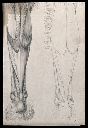 view Muscles and tendons of the lower leg and foot, seen from behind: two figures showing both stylised outline and detailed drawing. Pencil drawing by or associated with A. Durelli, ca. 1837.