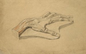 view Wax(?) model of a dissected hand, showing tendons. Pencil and chalk drawing, 18--(?).