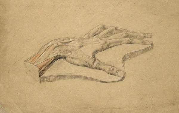 Wax(?) model of a dissected hand, showing tendons. Pencil and chalk drawing, 18--(?).