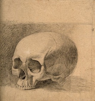Skull. Pencil drawing by C. Landseer(?), or a contemporary, ca. 1815.
