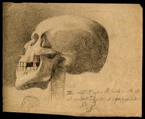 view The skull of a black man, with two smaller sketches of heads of black people. Pencil drawing by C. Landseer (?), or a contemporary, ca. 1815.