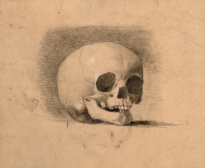 Skull. Pencil and chalk drawing by C. Landseer(?), or a contemporary, ca. 1815.