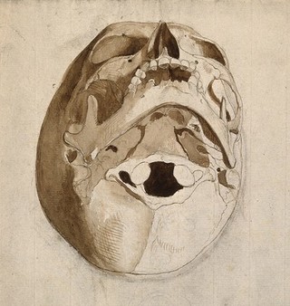 Skull seen from below. Pen and ink wash drawing by C. Landseer(?), or a contemporary, ca. 1812.