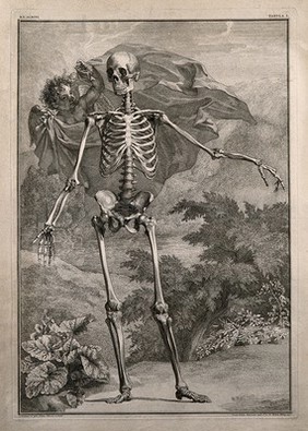 A skeleton, front view, standing with left arm extended, in a pastoral setting. Line engraving by J. Wandelaar, 1740.