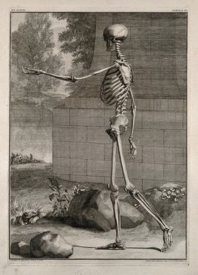 A skeleton, side view, walking with left arm extended. Line engraving by J. Wandelaar, 1740.