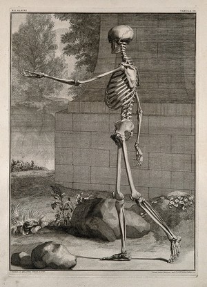 view A skeleton, side view, walking with left arm extended. Line engraving by J. Wandelaar, 1740.