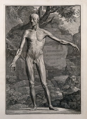 view An écorché figure, front view, with left arm extended, showing the outermost layers of the muscles. Line engraving by J. Wandelaar, 1739.