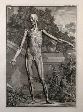 An écorché figure, front view, with left arm extended, showing the second order of muscles. Line engraving by J. Wandelaar, 1740.