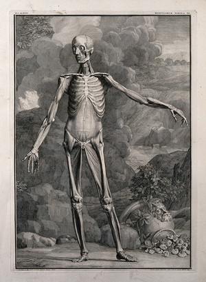 view An écorché figure, front view, with left arm extended, showing the third order of muscles. Line engraving by J. Wandelaar, 1741.