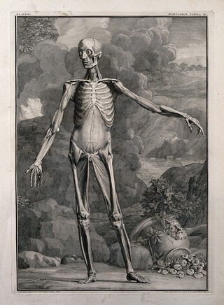 An écorché figure, front view, with left arm extended, showing the third order of muscles. Line engraving by J. Wandelaar, 1741.