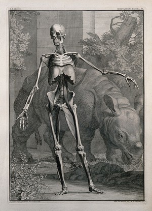 view An écorché figure, front view, with left arm extended, showing the bones and the fourth order of muscles, with a grazing rhinoceros in the background. Line engraving by J. Wandelaar, 1742.