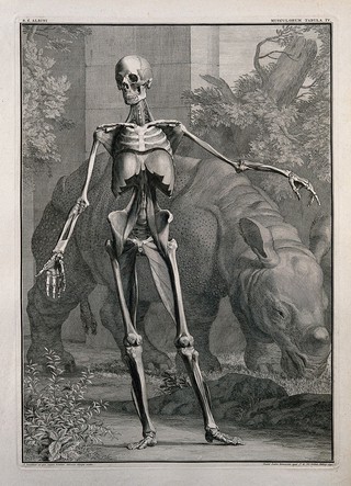An écorché figure, front view, with left arm extended, showing the bones and the fourth order of muscles, with a grazing rhinoceros in the background. Line engraving by J. Wandelaar, 1742.