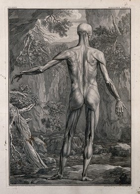 An écorché figure, back view, with left arm extended, showing the outermost layer of the muscles, with a river and rocks seen in the background. Line engraving by J. Wandelaar, 1740.