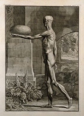 An écorché figure, side view, with left arm extended, showing the outermost muscles. Line engraving by J. Wandelaar, 1743.