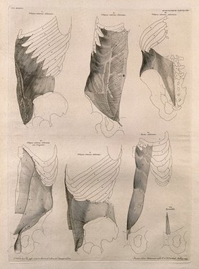 Muscles of the trunk: seven figures. Line engraving by J. Wandelaar, 1745.