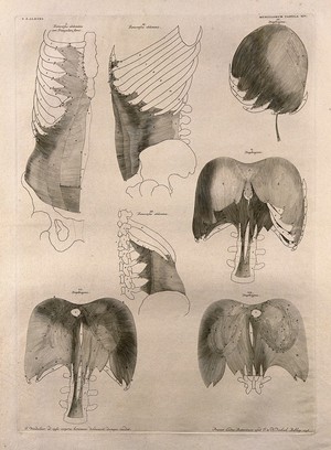 view Muscles of the trunk and diaphragm: seven figures. Line engraving by J. Wandelaar, 1746.