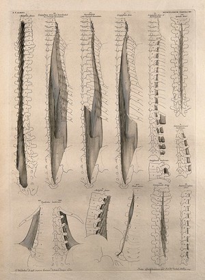 view Muscles and bones of the spine: fourteen figures. Line engraving by J. Wandelaar, 1745.