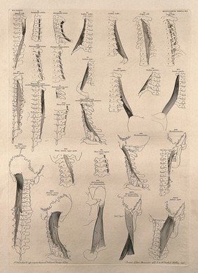 Muscles and bones of the neck: twenty-seven figures. Line engraving by J. Wandelaar, 1746.