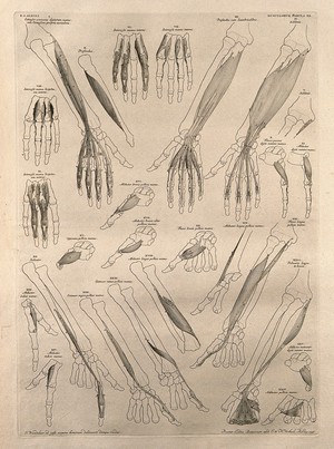 view Muscles and bones of the arm and hand: twenty-five figures. Line engraving by J. Wandelaar, 1746.