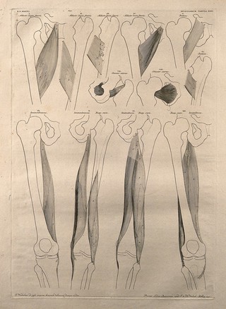 Muscles and bones of the pelvis and upper leg: twelve figures. Line engraving by J. Wandelaar, 1746.