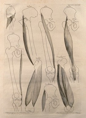 Muscles and bones of the upper leg: eight figures. Line engraving by J. Wandelaar, 1747.