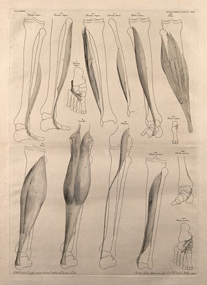 view Muscles and bones of the leg and foot: fourteen figures. Line engraving by J. Wandelaar, 1747.