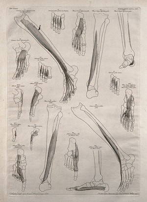 view Muscles and bones of the leg and foot: eighteen figures. Line engraving by J. Wandelaar, 1747.