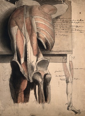 view A prone écorché figure, seen from behind, resting on a table, with the bones and muscles of the trunk, pelvis and thighs indicated, and a sketch of an écorché leg. Pen and ink, with pink and grey watercolour washes, by C. Landseer, ca. 1815.