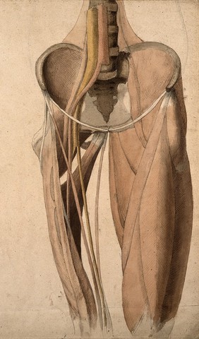 Muscles, bones and blood-vessels (?) of the pelvis. Pen and ink, with pink, yellow and brown watercolour washes, by C. Landseer, ca. 1815.