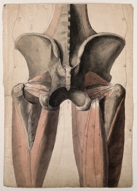 The muscles and bones of the pelvis and thighs. Pen and ink, with pink and brown watercolour washes, by C. Landseer, ca. 1815.