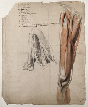 view The muscles and tendons of the leg: two figures, including a black chalk sketch of a leg, bent at the knee. Pen and ink, with pink and brown watercolour washes, and black chalk, by C. Landseer, ca. 1815.