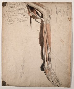 The muscles and tendons of the lower leg and the foot, with two small sketches of the muscles surrounding the knee. Pen and ink, with pink and brown watercolour washes, by C. Landseer, ca. 1815.