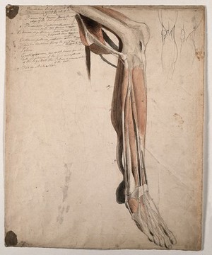 view The muscles and tendons of the lower leg and the foot, with two small sketches of the muscles surrounding the knee. Pen and ink, with pink and brown watercolour washes, by C. Landseer, ca. 1815.