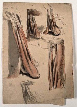 view The muscles and tendons of the leg and the arm (?). Pen and ink, with pink and brown watercolour washes, and black chalk and pencil, by C. Landseer, ca. 1815.