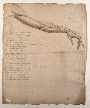 view The muscles of the arm and hand. Pen and ink, with pink and grey watercolour washes, by C. Landseer after B. Albinus, ca. 1815.