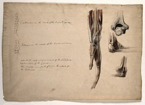 view The muscles, bones and tendons of the arm and hand. Pen and ink, with pink, brown and blue watercolour washes, by C. Landseer, ca. 1815.