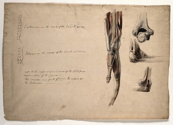 The muscles, bones and tendons of the arm and hand. Pen and ink, with pink, brown and blue watercolour washes, by C. Landseer, ca. 1815.