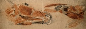 view The muscles of the head of a horse, two studies. Red, black and white chalks, by C. Landseer, ca. 1815.